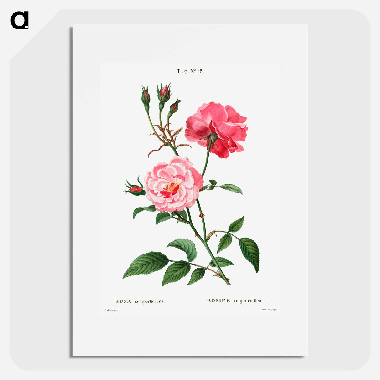Ever-blowing rose - Pierre Joseph Redouté Poster.