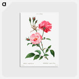 アートポストカード-Ever-blowing rose - ピエール ジョゼフ ルドゥーテ Postcard.