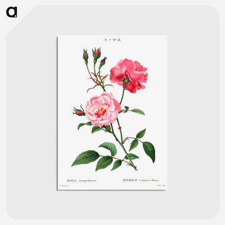 アートポストカード-Ever-blowing rose - ピエール ジョゼフ ルドゥーテ Postcard.