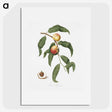 2-32_Pomona-Italiana_picture