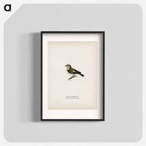 アートポスター-Pied Flycatcher
 - スヴェンスカ フォグラル Poster.