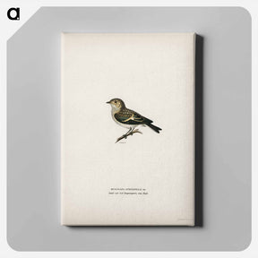 アートパネル-Pied Flycatcher
 - スヴェンスカ フォグラル Canvas.