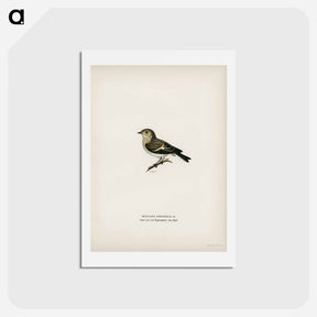 アートポストカード-Pied Flycatcher
 - スヴェンスカ フォグラル Postcard.