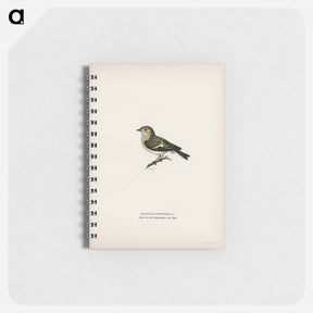 アートメモ帳-Pied Flycatcher
 - スヴェンスカ フォグラル Memo.