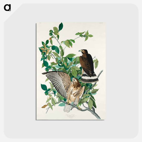 アートポストカード-Broad-winged Hawk from Birds of America
 - アメリカの鳥たち Postcard.
