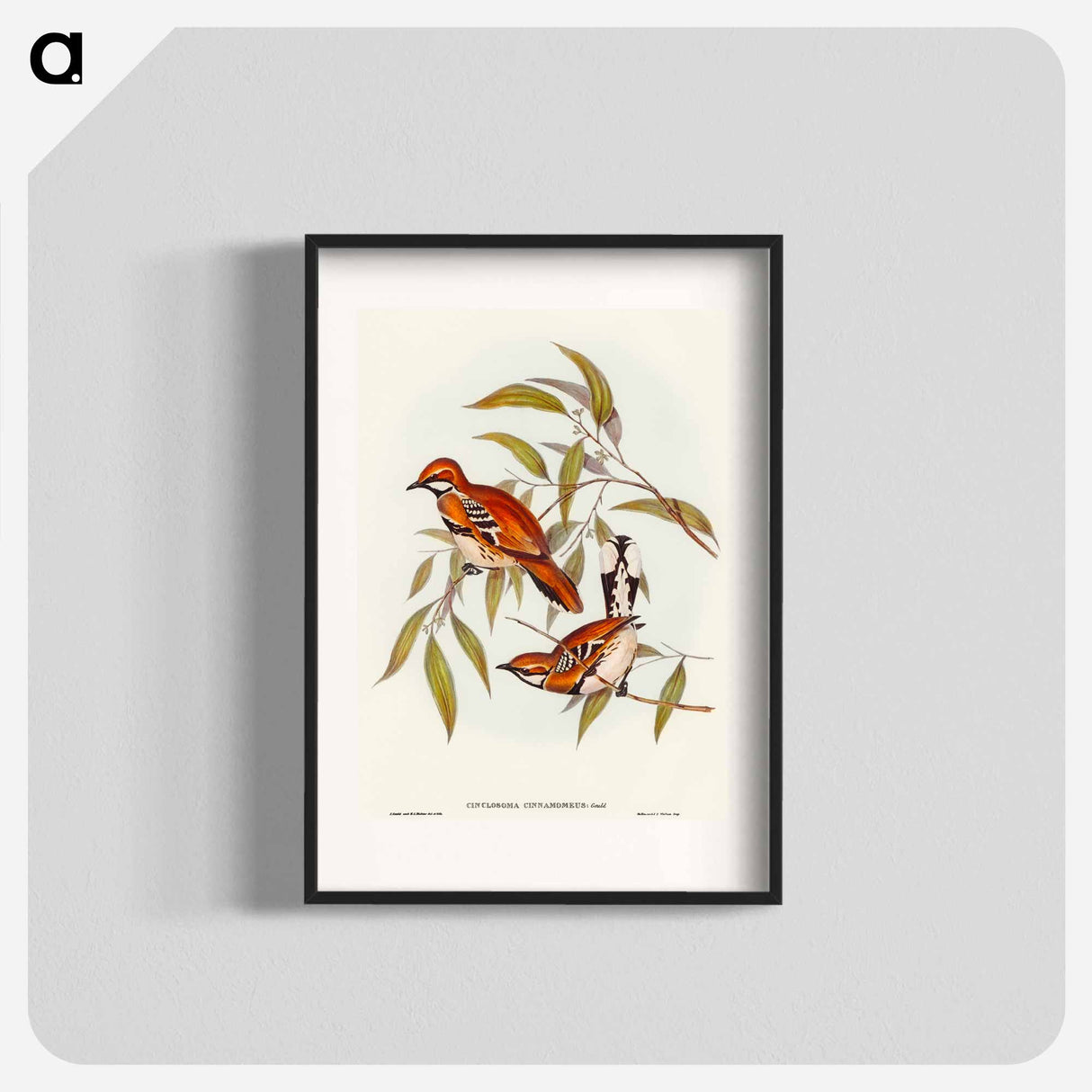 アートポスター-Cinnamon Cinclosoma
 - オーストラリアの鳥 Poster.