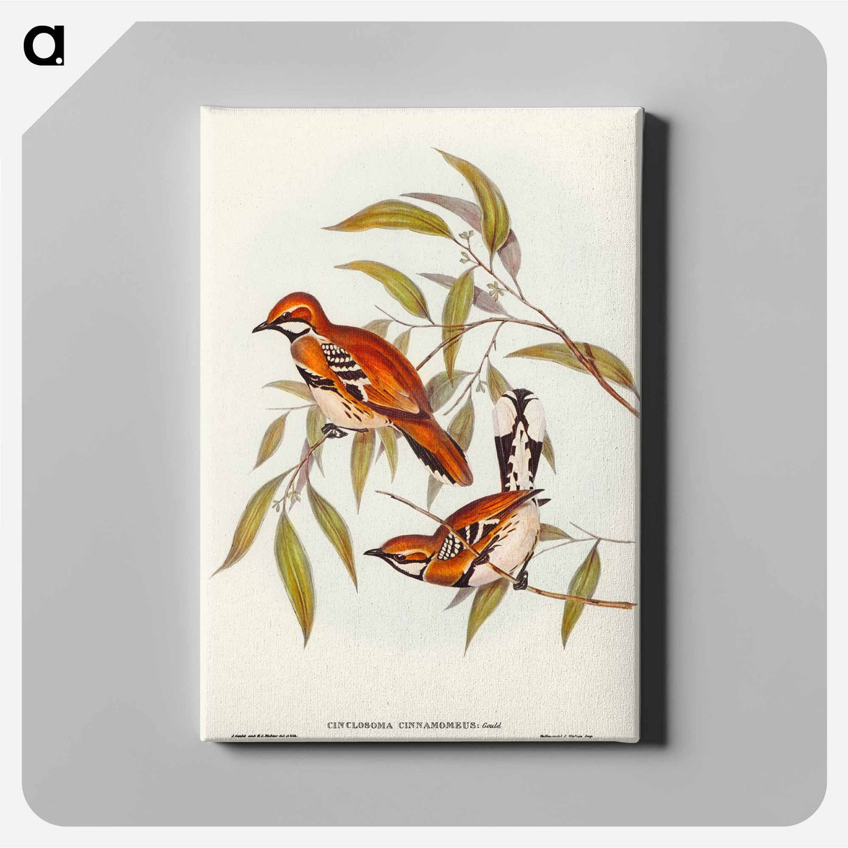 Cinnamon Cinclosoma
 - オーストラリアの鳥 Canvas.