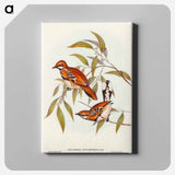 Cinnamon Cinclosoma
 - オーストラリアの鳥 Canvas.