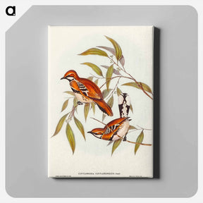 アートパネル-Cinnamon Cinclosoma
 - オーストラリアの鳥 Canvas.