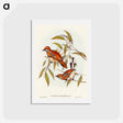アートポストカード-Cinnamon Cinclosoma
 - オーストラリアの鳥 Postcard.