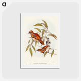 アートポストカード-Cinnamon Cinclosoma
 - オーストラリアの鳥 Postcard.