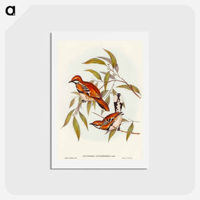 アートポストカード-Cinnamon Cinclosoma
 - オーストラリアの鳥 Postcard.