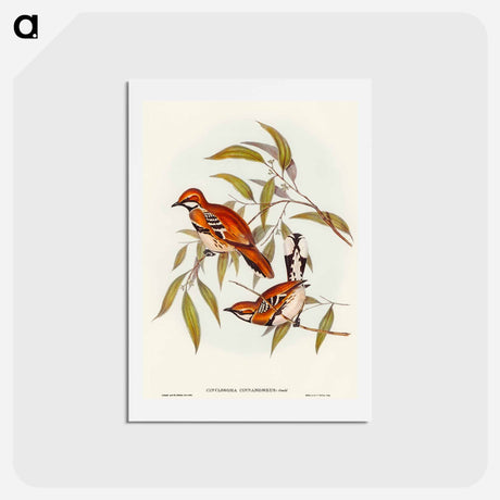 アートポストカード-Cinnamon Cinclosoma
 - オーストラリアの鳥 Postcard.