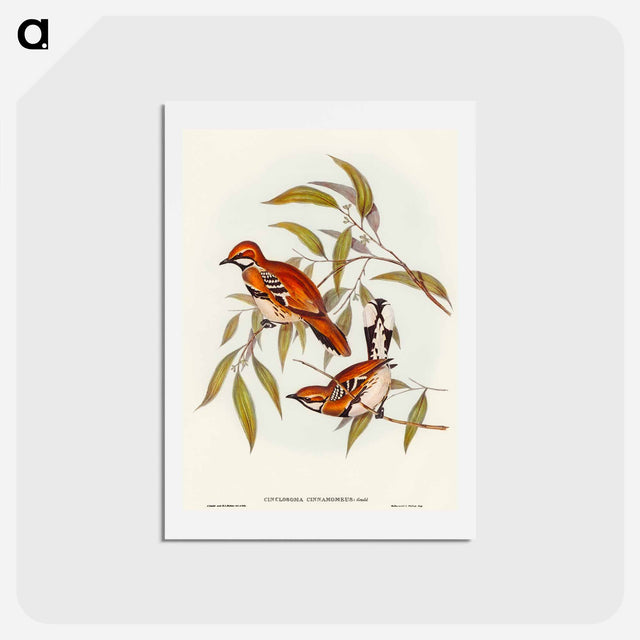 アートポストカード-Cinnamon Cinclosoma
 - オーストラリアの鳥 Postcard.