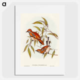 アートポスター-Cinnamon Cinclosoma
 - オーストラリアの鳥 Poster.