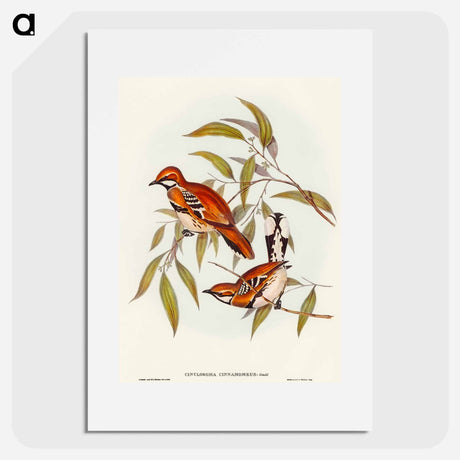 アートポスター-Cinnamon Cinclosoma
 - オーストラリアの鳥 Poster.