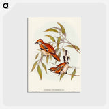 アートポストカード-Cinnamon Cinclosoma
 - オーストラリアの鳥 Postcard.
