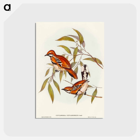アートポストカード-Cinnamon Cinclosoma
 - オーストラリアの鳥 Postcard.