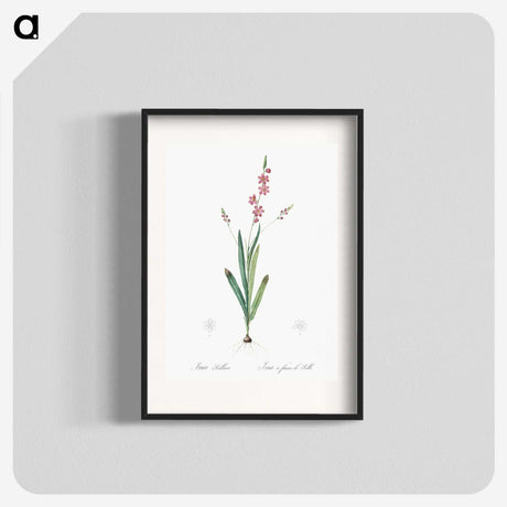 2-32_The-Lilies_blk