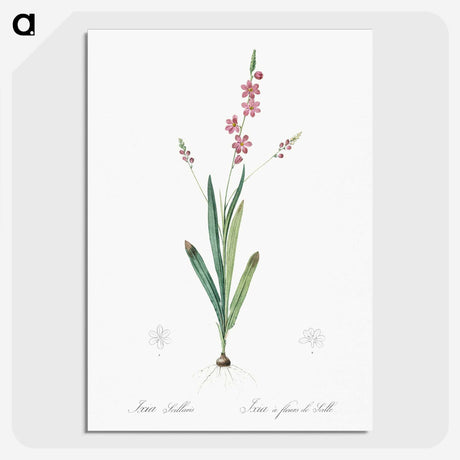 2-32_The-Lilies_picture-crop