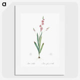 2-32_The-Lilies_picture