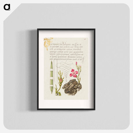 アートポスター-Reed Grass, French Rose, Toad, and Gilly Flower
 - 書道のお手本 Poster.