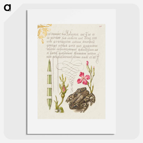 アートポスター-Reed Grass, French Rose, Toad, and Gilly Flower
 - 書道のお手本 Poster.