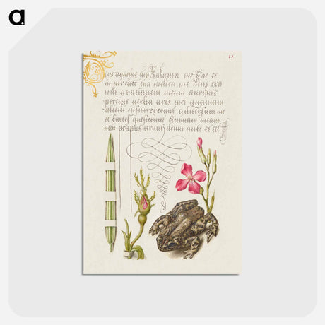 アートポストカード-Reed Grass, French Rose, Toad, and Gilly Flower
 - 書道のお手本 Postcard.