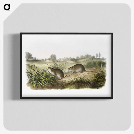 2-32_The-Viviparous-Quadrupeds_blk-crop