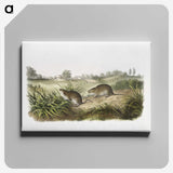 2-32_The-Viviparous-Quadrupeds_canvas