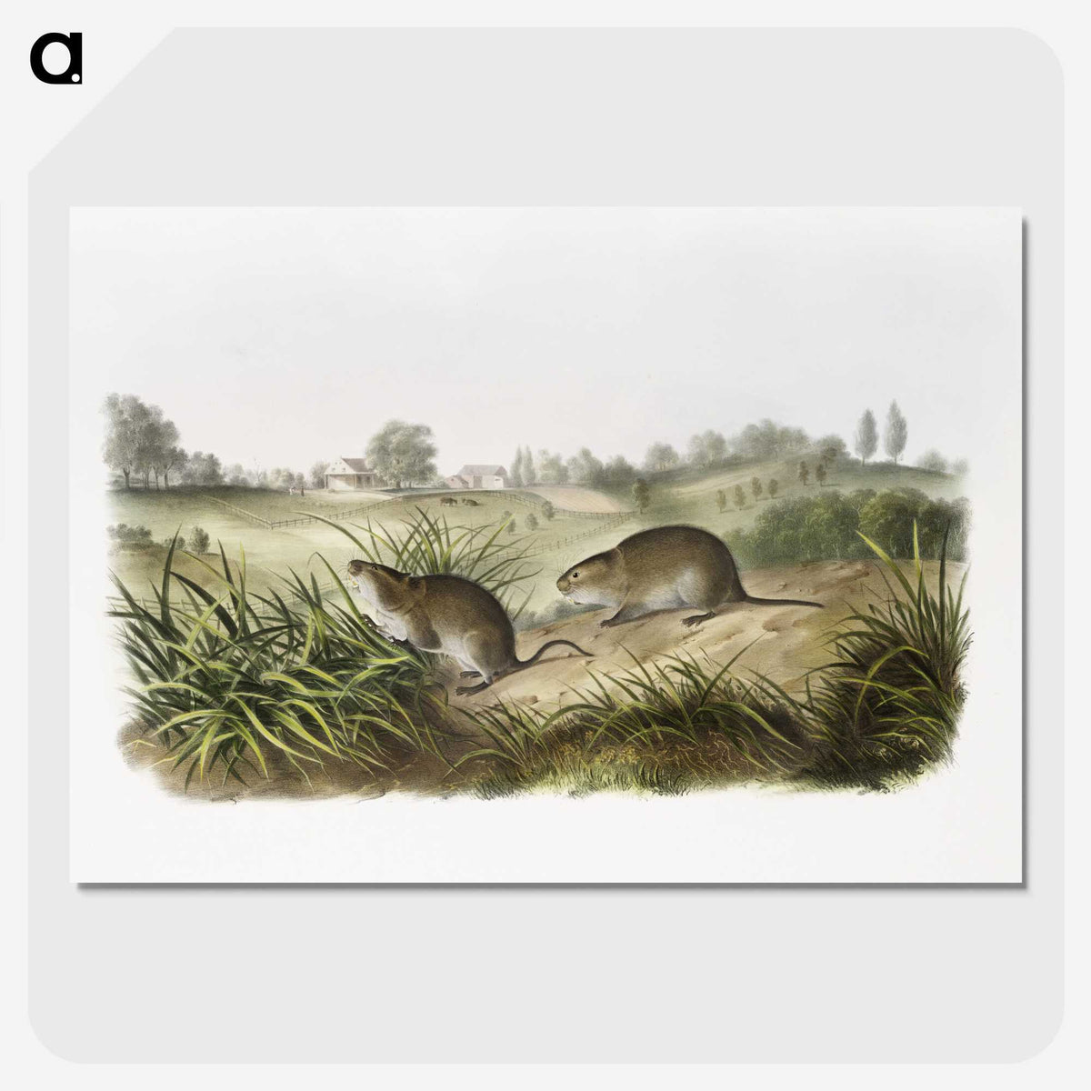 2-32_The-Viviparous-Quadrupeds_picture-crop