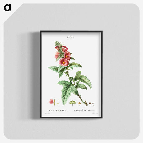 2-32_Treatise-on-Trees-and-Shrubs_blk-crop