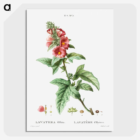 2-32_Treatise-on-Trees-and-Shrubs_picture-crop