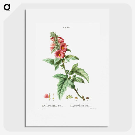 2-32_Treatise-on-Trees-and-Shrubs_picture