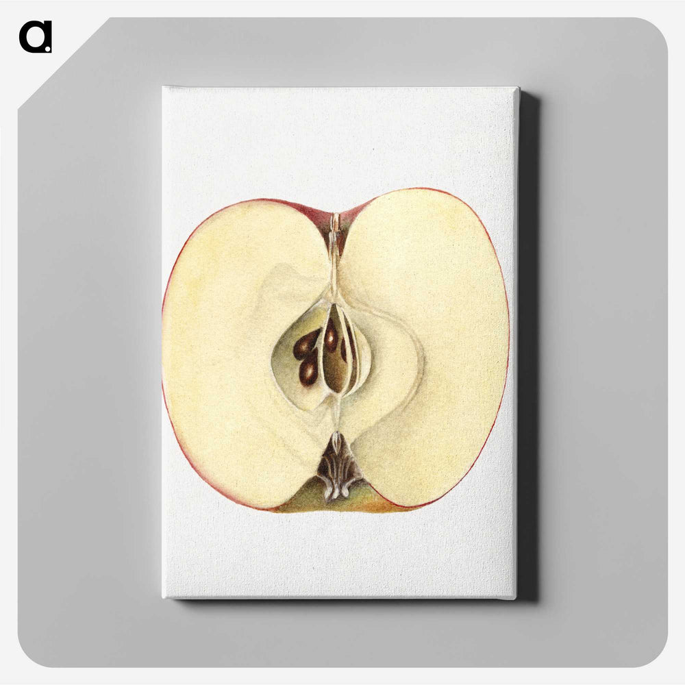 2-32_USDA-Watercolor-Fruit-Painting-Collection_canvas