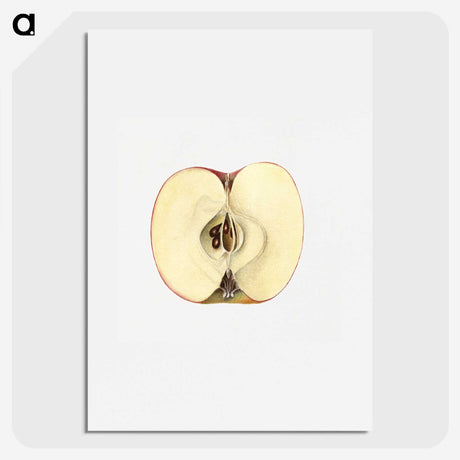 2-32_USDA-Watercolor-Fruit-Painting-Collection_picture