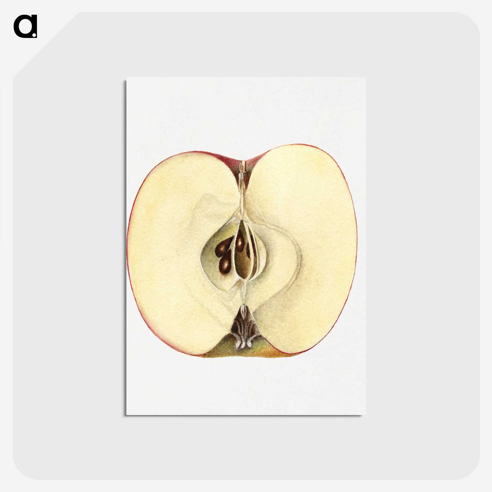 2-32_USDA-Watercolor-Fruit-Painting-Collection_postcard