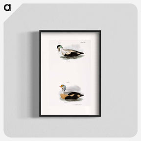 アートポスター-Eider Duck (Fuligula mollissima) 251. King Duck (Fuligula spectabilis) - ニューヨークの動物学 Poster.