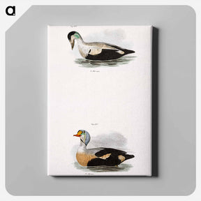 アートパネル-Eider Duck (Fuligula mollissima) 251. King Duck (Fuligula spectabilis) - ニューヨークの動物学 Canvas.