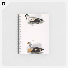 アートメモ帳-Eider Duck (Fuligula mollissima) 251. King Duck (Fuligula spectabilis) - ニューヨークの動物学 Memo.