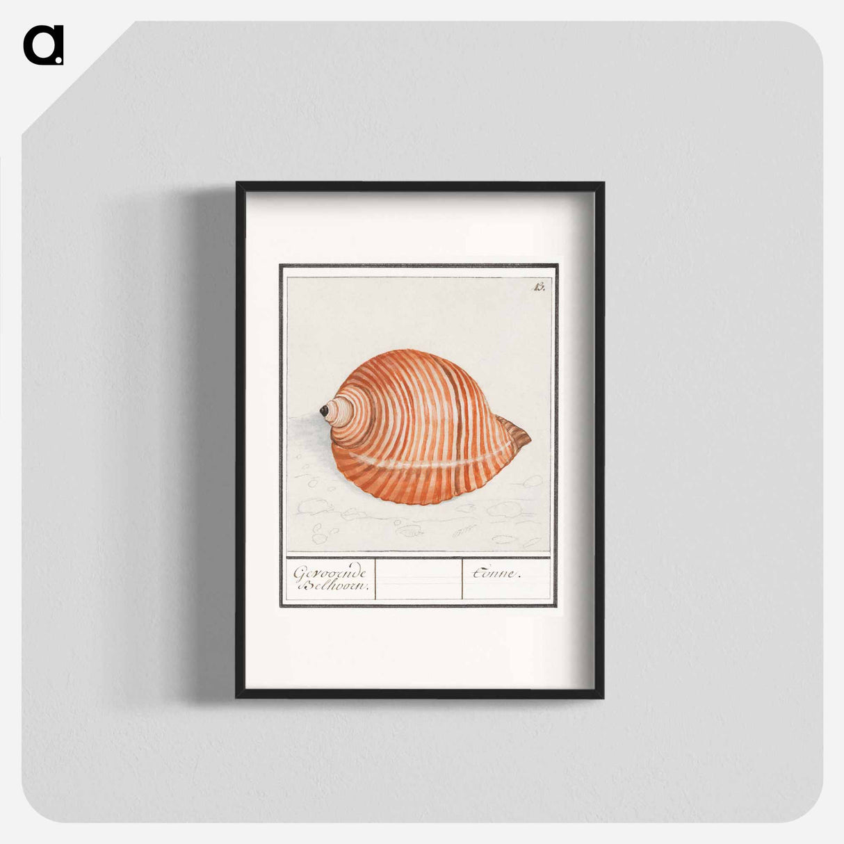 Shell of a sea snail - アンセルムス ボエティウス デ ブート Poster.
