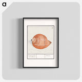 Shell of a sea snail - アンセルムス ボエティウス デ ブート Poster.