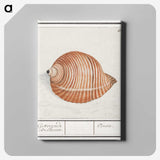 2-33_Anselmus-Boetius-de-Boodt_canvas
