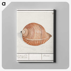 2-33_Anselmus-Boetius-de-Boodt_canvas