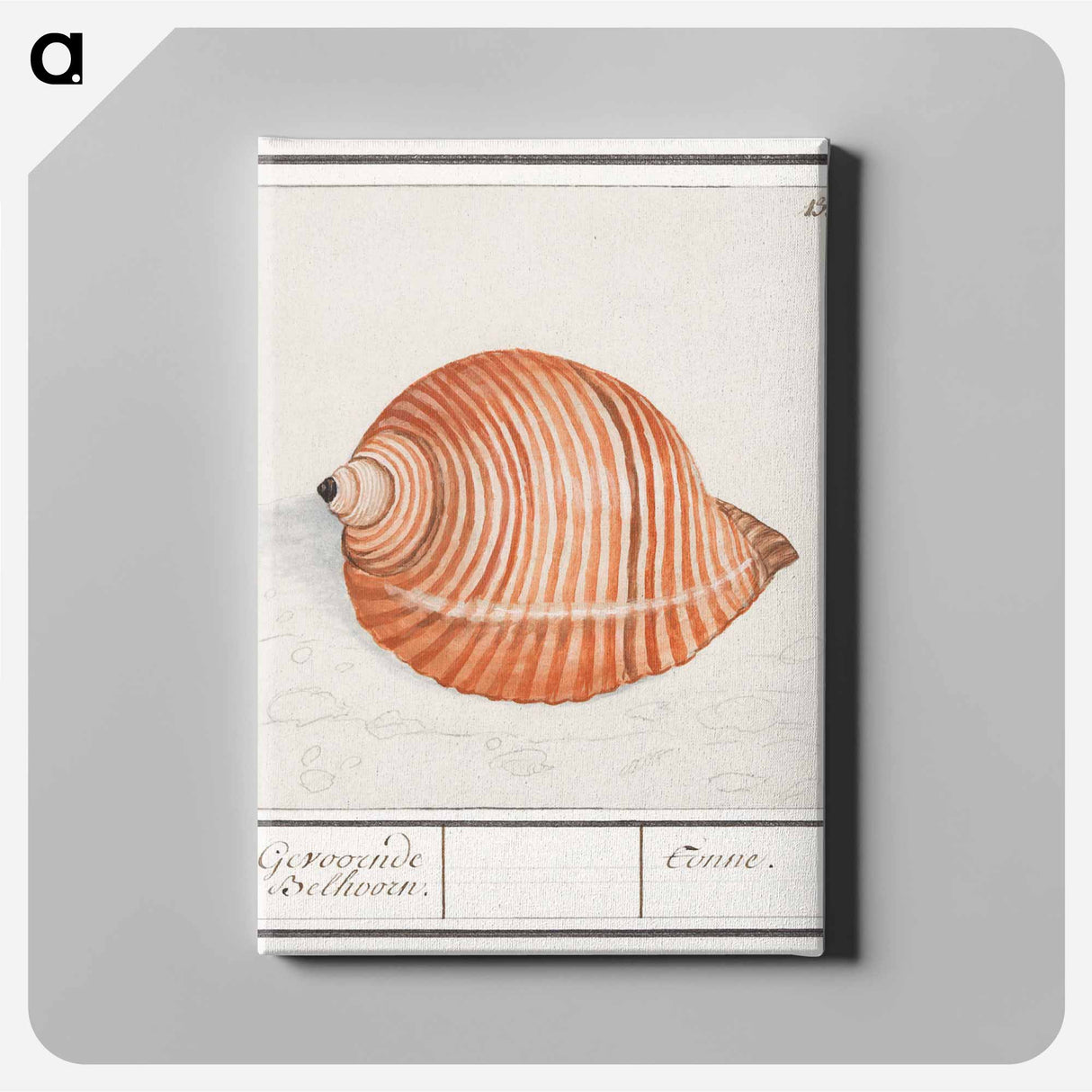 Shell of a sea snail - アンセルムス ボエティウス デ ブート Canvas.