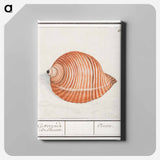 Shell of a sea snail - アンセルムス ボエティウス デ ブート Canvas.