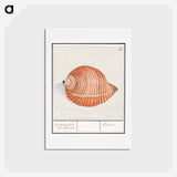 Shell of a sea snail - アンセルムス ボエティウス デ ブート Postcard.