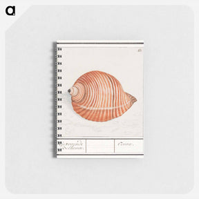 アートメモ帳-Shell of a sea snail - アンセルムス ボエティウス デ ブート Memo.