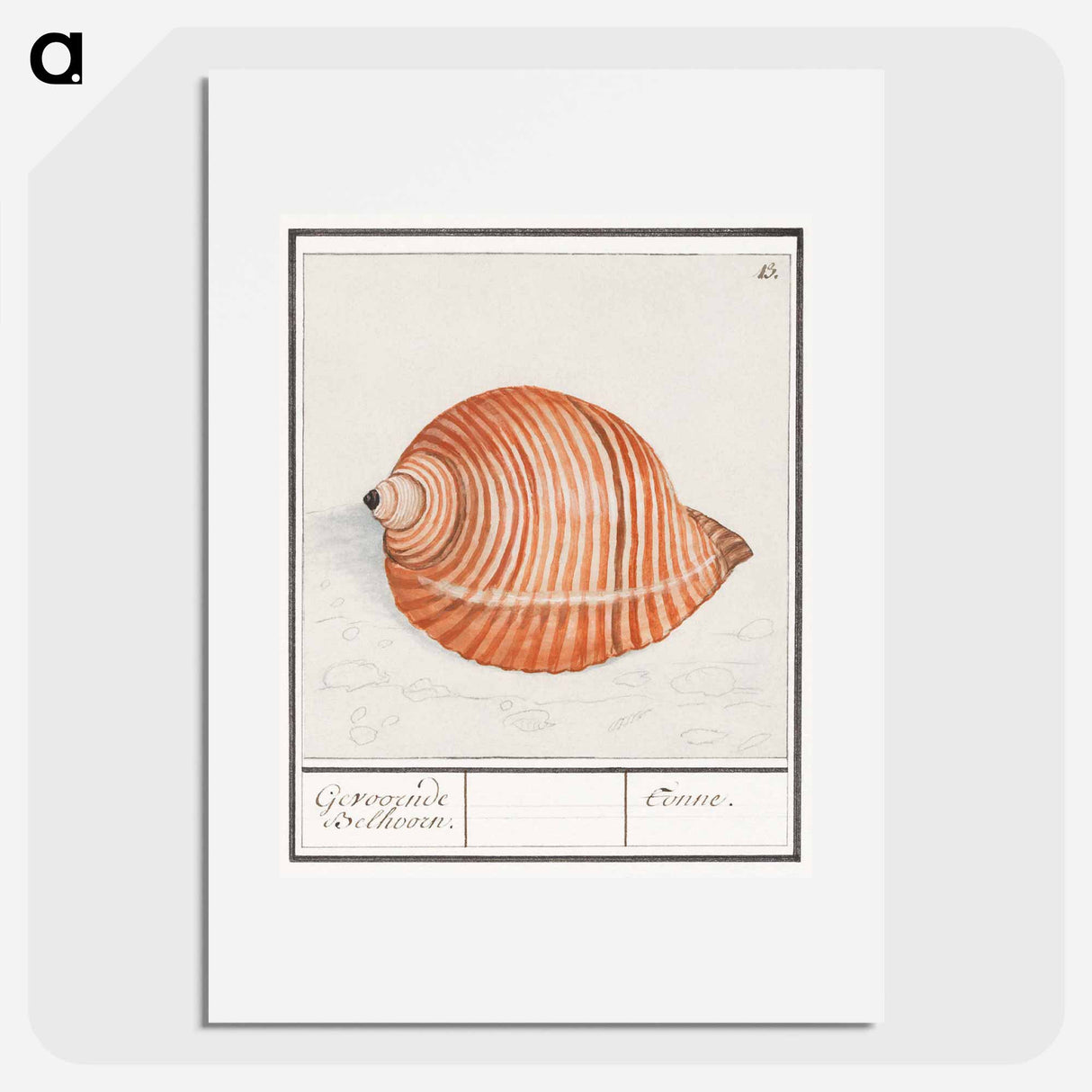 Shell of a sea snail - アンセルムス ボエティウス デ ブート Poster.