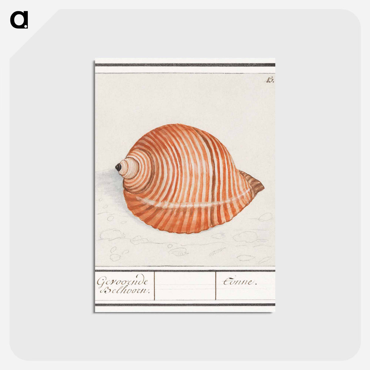 Shell of a sea snail - アンセルムス ボエティウス デ ブート Postcard.